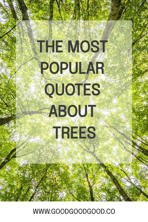 Lush green tree canopy with text overlay "The Most Popular Quotes About Trees" and a website address at the bottom. Inspirational Tree Quotes, Quotes About Trees Wise Words, Quotes About Trees Nature, Tree Sayings Quotes, Tree Quotes Inspirational Short, Trees Quotes Nature, Quotes About The Woods, Tree Quotes Inspirational, Plant A Tree Quote