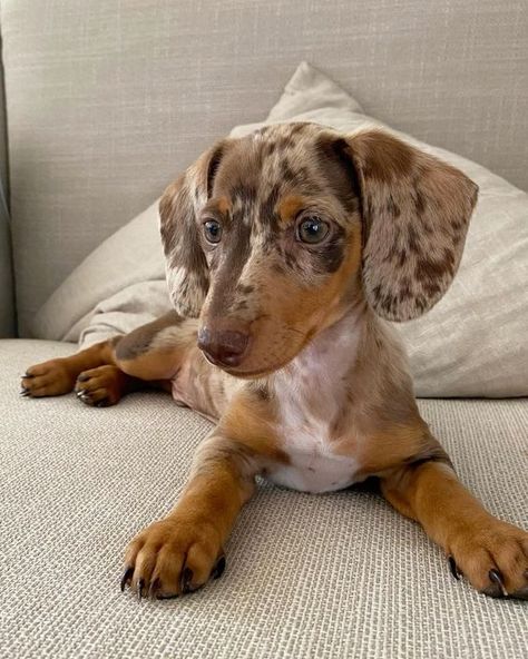 https://www.instagram.com/murphy_theminidapple?igsh=NDkwYXpoc2RnaTgw&utm_source=qr Red Dapple Dachshund, Mini Dachshund Short Haired, Dappled Dachshund, Chocolate Dapple Dachshund, Dapple Dachshund Miniature, Dachshund Chocolate, Toy Dachshund, Short Haired Dachshund, Chocolate Dachshund