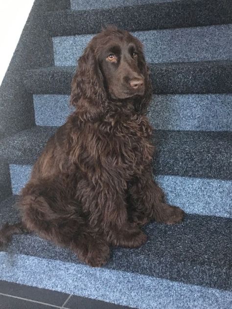 Cockaspaniel Puppies, Chocolate Brown Cocker Spaniel, Cocker Spaniel Chocolate, Brown Cocker Spaniel, Chocolate Cocker Spaniel, Long Haired Dogs, Cute Dogs Images, Cocker Spaniel Puppies, Cocker Spaniel Dog