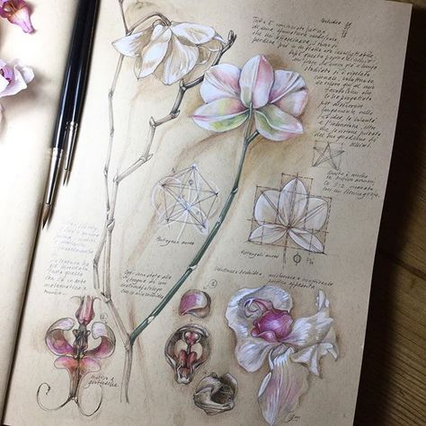 giacominaferrillo Voluptuous orchid ... in its shape the purest mathematics and harmony of sound. A flower? Oh no, a trace of the universe... @daler_rowney #wonderfulnature #weareone . . . . . . #art #illustration #drawing #journal #artist #sketch #sketchbook #artistsoninstagram #worksonpaper #natureartist #painting #watercolor #naturalhistoryillustration #naturejournal #botanicalart #botanicalillustration #botanicalartist #botanicalpainting #botanicaldrawing #botany #botanical #flora #flowers # Botanical Sketchbook, Nature Sketch, Illustration Botanique, Samana, Toned Paper, Nature Drawing, Arte Sketchbook, Scientific Illustration, A Level Art