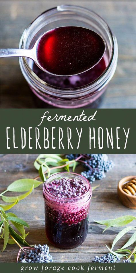 Make this fermented elderberry honey this season to help with cold and flu season. Use foraged elderberries to make this great tasting herbal remedy! #elderberry #honey #fermented #ferment #forage #elderberries #herbalism #herbalmedicine #naturalremedy Fermented Elderberry Honey, Elder Berry Recipes, Elderberry Mead Recipe, Elderberry Aesthetic, Elderberries Benefits, Fermented Drinks Recipes, Foraging Elderberries, Honey Medicine, Homestead Apothecary