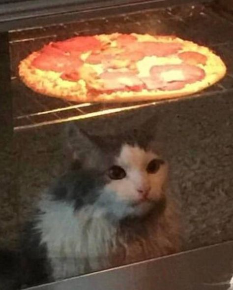 A Cat, Pizza, Pizzas