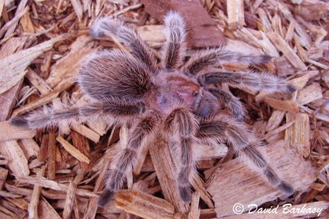 rose hair tarantula <3 Rose Hair Tarantula, Rose Tarantula, Soup Making, Spiders And Snakes, Midnight City, Itsy Bitsy Spider, Cool Bugs, Animal Guides, Stuff And Thangs