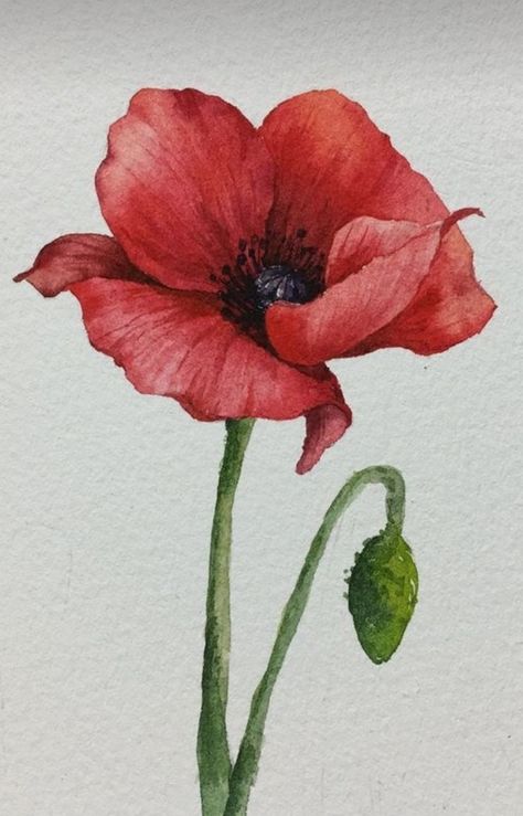 Botanical Art Drawing, Poppy Flower Drawing, Poppy Flower Painting, Purple Flowers Garden, Flower Drawing Tutorials, Watercolor Poppies, Watercolor Paintings For Beginners, Watercolor Flower Art, Watercolor Painting Techniques