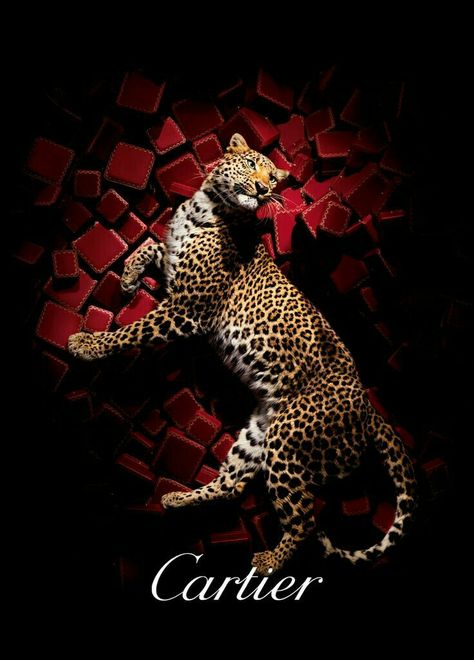 Luxury Advertising, Cartier Panther, Leopards, Advertising Photography, Pics Art, Shades Of Red, Big Cats, Wild Cats, Wallpaper Iphone