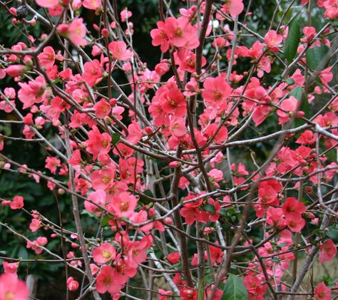 Flowering Quince - one of the early bloomers in Spring.  I have one - you just need to keep it well-pruned and manage the "suckers" so it grows nicely. Tulip Magnolia Branches, Japanese Quince, Flowering Quince, September Flowers, Deer Resistant Plants, Ornamental Plants, Winter Flowers, Trees And Shrubs, Front Garden