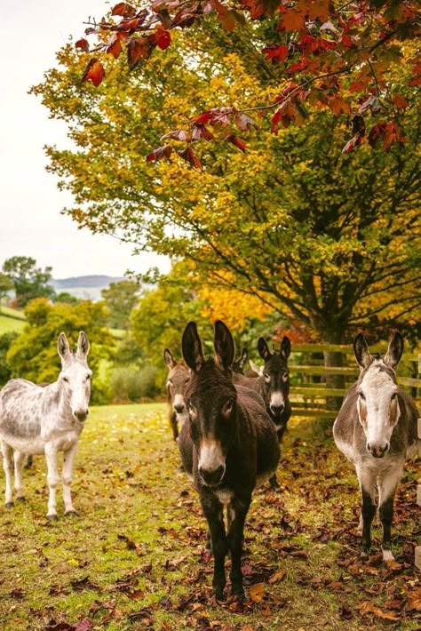 Donkeys in Autumn ~ https://twitter.com/phebephillips 🍁🍂🍁 Donkeys Aesthetic, Donkey Images, Donkey Farm, Bunny Cages, Happy Farm, Future Farms, Mustang Horse, Backyard Flowers, Farm Lifestyle