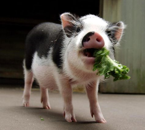 The newest addition to SFIA Animal Assisted Therapy program to provide comfort for weary travelers (Photo STAN HONDA/AFP/Getty Images) Mini Potbelly Pigs, Mini Pig Care, Pet Pig House, Potbelly Pigs, Pot Belly Pig, Miniature Pigs, Pet Pig, Pig Care, Micro Pigs