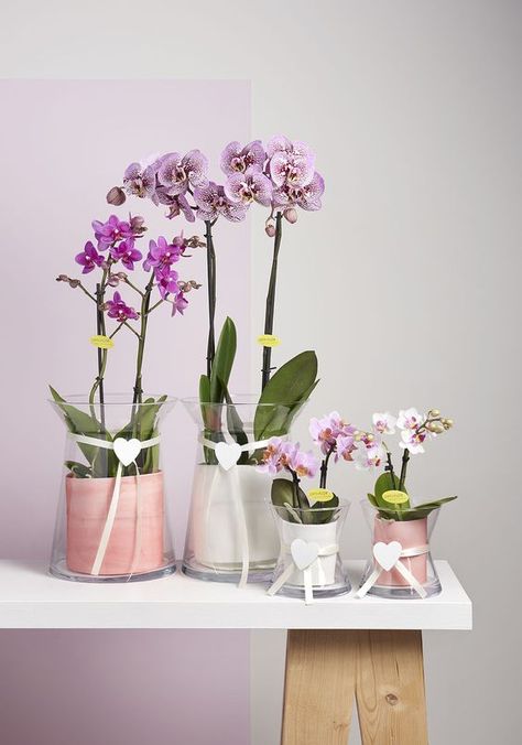 Chinese New Year Flower, Orchid Terrarium, Orchid Flower Arrangements, Orchid Bouquet, Cattleya Orchid, Artificial Orchids, Orchid Arrangements, Garden Angels, Flowers Bouquet Gift