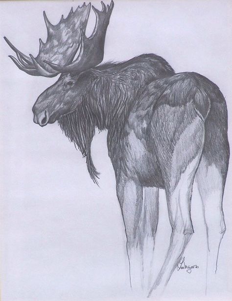 Moose Drawing Realistic, Moose Drawing, Moose Skull, Eagle Sketch, Moose Tattoo, Moose Painting, Bald Eagle Art, Moose Pictures, Antler Carving