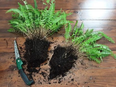 Boston Fern Indoor, Garden Ferns, Indoor Ferns, Potted Ferns, Ferns Care, Ferns Garden, Boston Fern, Container Gardening Flowers, Flower Pots Outdoor