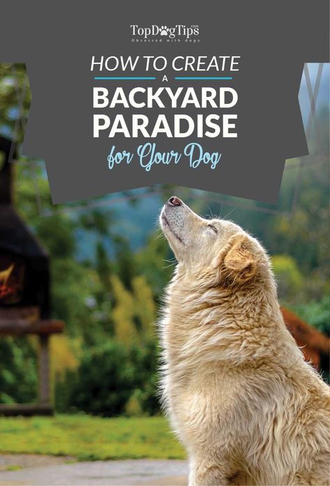 How to Create A Backyard Paradise For Your Dog. It's not just where your dog will do their business – the backyard is a great place to find new smells, hunt for squirrels and lounge in the sun. Some time outdoors helps canines burn off energy and stay busy during the day. #backyard #dog #paradise #tips #dogs #pets #how Dog Backyard, Puppy Proofing, Pet Paradise, Dog Pool, Dog Yard, Backyard Paradise, Dog Park, Dog Decor, Animal Decor