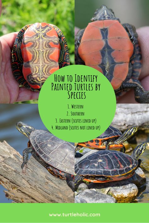 Painted turtles are one of the most popular species of pet turtle not just in the United States, but around the world. Here's an easy method to identify them.   Westerns: The bottom of their shell is very colorful and isn't solid.  Southerns: The bottom of their shell is solid yellow except for a dark-colored line in the middle.  Easterns: The scutes of their shell all line up vertically.  Midlands: The scutes of their shell do not line up vertically and are instead staggered. Painted Turtle Tank Ideas, Painted Turtle Shell, Painted Turtle Habitat, Southern Painted Turtle, Eastern Painted Turtle, Western Painted Turtle, Turtle Pet, Painted Turtles, Turtle Species