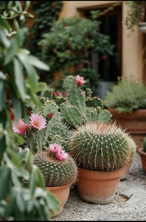 Cactus Garden Design, Cactus Garden Landscaping, Round Cactus, Garden Aesthetics, Golden Barrel Cactus, Cactus Arrangement, Cactus House Plants, Plant Goals, Succulent Collection