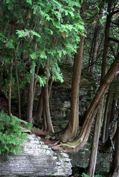 What is White Cedar? White cedar is an evergreen or coniferous tree, and is a softwood, in contrast  to trees like maple and oak, which are deciduous and called hardwoods. Its Latin name is “thuja occidentalis” – other names are eastern white ced Eastern White Cedar, Growing Trees, Thuja Occidentalis, Conifer Trees, White Cedar, Cedar Trees, Old Tree, Old Trees, Health Inspiration