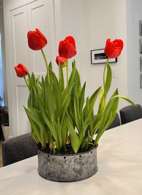 Potted Tulips Indoors, Forcing Tulip Bulbs Indoors, How To Care For Tulips Indoors, Growing Tulips Indoors, Indoor Tulips, Tulips Indoors, Tulip Pots, How To Grow Tulips, Tulip Care