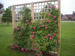 climbing rose trellis | Roselawnlutheran Climbing Roses Trellis, Patio Trellis, Rose Garden Landscape, Climbing Flowers, Rose Trellis, Diy Trellis, Garden Vines, Climbing Roses, Garden Boxes