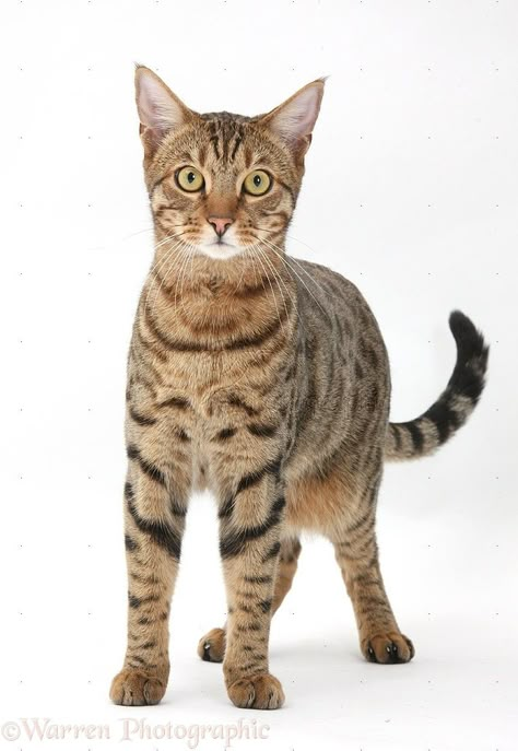 Cat Photo Reference, Cat Standing, Types Of Cats Breeds, Cat Breeds List, Cat Breeds Chart, Different Types Of Cats, All Cat Breeds, Asian Leopard Cat, Cat Anatomy