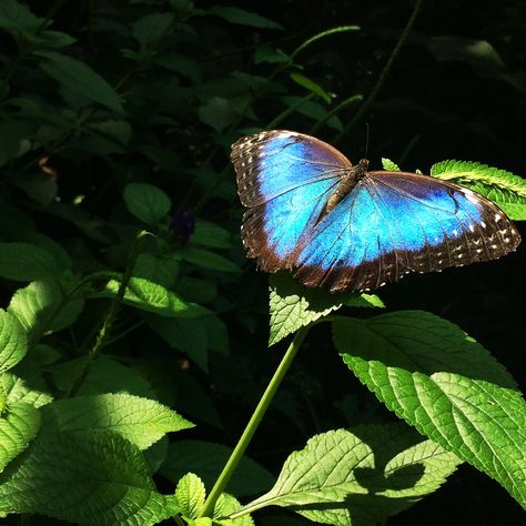 Mariposa morfo Azul Butterfly morpho blue Big Blue Butterfly, Morpho Azul, May Moon, Butterfly Morpho, Butterfly Inspiration, Real Background, Calming Images, Blue Morpho Butterfly, Butterfly Blue