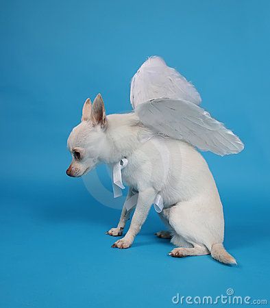 Angel dog Dog Costumes Homemade, Baby Dog Costume, Funny Chihuahua Pictures, Funny Dog Costumes, Tiny Chihuahua, Costumes For Dogs, Angel Dog, Puppy Funny, Chihuahua Funny