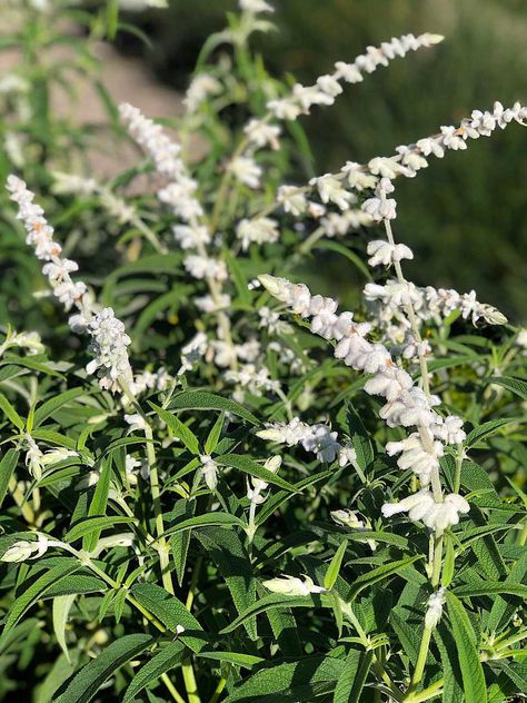 Salvia leucantha 'White Mischief' - Mexican bush sage White Salvia, Mexican Bush Sage, Mexican Sage, Plant Palette, Front Landscaping, Plant Ideas, Free Plants, Mulch, Front Yard