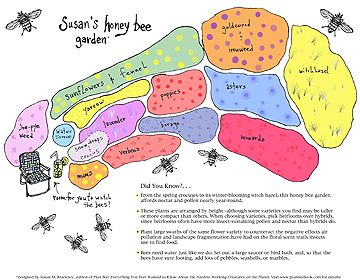 Susan Brackney's Honeybee Garden.    Susan designed this garden with the specific needs of honeybees in mind. The plants shown in the downloadable plan were selected for full sun and can be grown throughout most of the U.S Bee Garden Design, Honey Bee Garden, Butterfly Garden Design, Flower Garden Design, Bee Garden, Bee Friendly, School Garden, Pollinator Garden, Flower Landscape