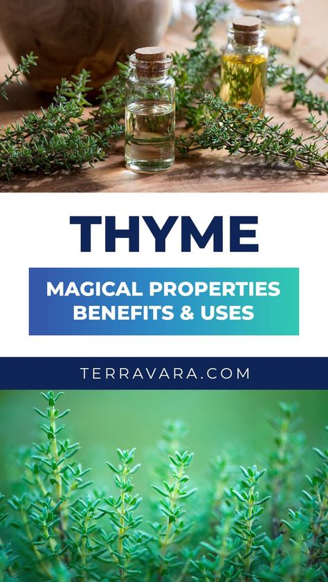 Thyme magical properties. Thyme Tea Benefits, Thyme Benefits, Thyme Uses, Spice Cabinets, Herb Diy, Thyme Herb, Companion Gardening, Growing Healthy Hair, Thyme Oil