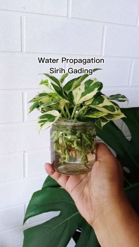 Lisayunitaputri’s Instagram video: “Bersenang2 dengan hobi 🌿 Tanaman anti ribet cukup rendam dalam air aja udah cakep buat jadi hiasan rumah 🥰 #waterpropagation…” Tanaman Air, Diy Garden Fountains, Future Garden, Plant Guide, Garden Fountains, Instagram Video, Diy Garden, Herbs, Plants