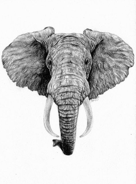 Part 5/5 for a tattoo design for a friend. H, F and B lead pencil on 180gsm watercolour paper. approx. 6 hours start to finish. Elephant Head Drawing, Elephant Head Tattoo, Pen Artwork, Elephant Sketch, Elephant Crafts, Elephant Tattoo Design, Elephant Face, Elephant Pictures, Elephants Photos