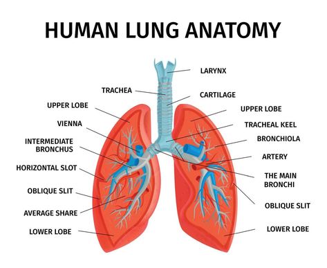 Lungs Diagram, Lungs Drawing, Respiratory System Anatomy, Human Respiratory System, Lung Anatomy, Medical Drawings, Human Body Organs, Human Lungs, School Wall Art