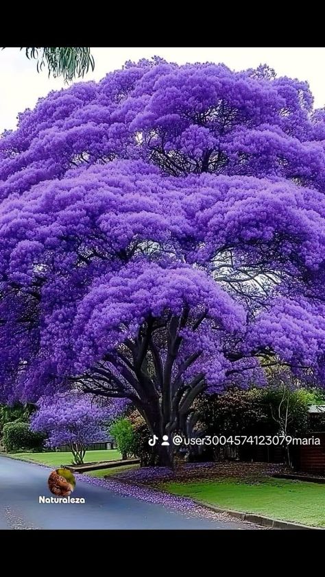 Jamaica Purple Rain, Wisteria Tree Landscape, Garden Nails, Wisteria Tree, Purple World, Architectural Design House Plans, Purple Trees, Beautiful Trees, Tree Seeds