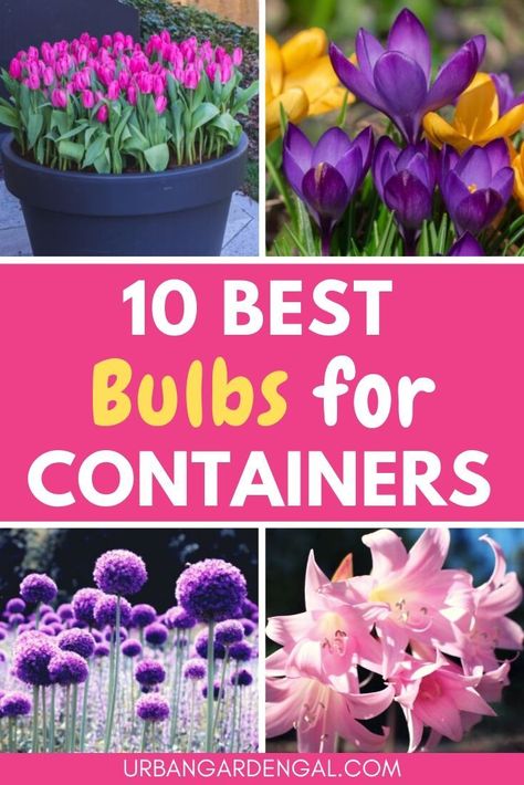 Planting flower bulbs in containers is a great way to add color to your garden. Here are the 10 best bulbs for containers. #containergardening #containergarden #bulbs #flowergarden #flowerbulbs Bulbs In Pots, Interesting Lamps, Growing In Pots, Gardening Essentials, Bulb Planting, Growing Bulbs, Green Board, Summer Flowering Bulbs, Container Garden Design