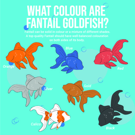 Fantail Goldfish - Colours they come in. The image shows the different colours that the fantail goldfish can be. Red, Blue, Gold, Orange, Silver, Black and Calico Veiltail Goldfish, White Cloud Minnow, Blue Goldfish, Common Goldfish, Goldfish Types, Fantail Goldfish, Fancy Goldfish, Goldfish Tank, Best Swimmer