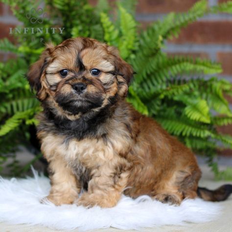 Devin - Mix • Shichon • Infinity Pups Yorkie Bichon Mix Puppies, Golden Retriever Husky Mix Puppies, Husky Pug Mix Puppies, Poochon Puppies, Shichon Puppies, Forever Puppy, Papillon Puppies For Sale Near Me, Teddy Bear Dog, Cute Coats