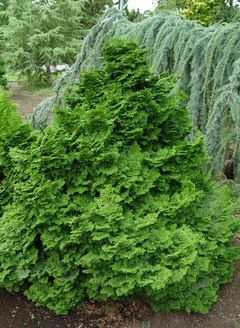 Boxwoods, Hinoki cypress, arborvitae, cherry laurel, rhododendrons and nandina are a few evergreens tolerant of shade. Shade Tolerant Evergreens, False Cypress, Evergreens For Shade, Conifer Garden, Cherry Laurel, Chamaecyparis Obtusa, Evergreen Landscape, Conifers Garden, Hinoki Cypress