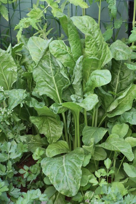 Spinach Garden, Spinach Plant, Tbr Bookshelf, Gardens For Small Spaces, Tree Spinach, Malabar Spinach, Growing Spinach, Cucumber Trellis, Strawberry Spinach