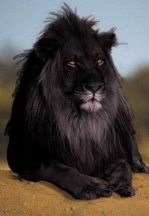 The opposite of albinism called melanism, a recessive trait where the skin and fur are all black. Regnul Animal, Beautiful Lion, Black Lion, Rare Animals, Cheetahs, Animal Photo, Exotic Pets, Beautiful Cats, 귀여운 동물