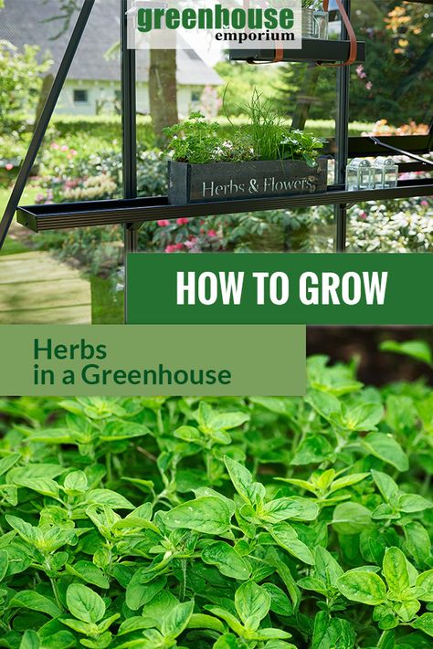 Hanging Herb Garden Indoor, Greenhouse Emporium, Greenhouse Tips, Homestead Business, Hanging Herb Gardens, How To Grow Herbs, Vertical Herb Gardens, Blessing Bag, Indoor Herbs