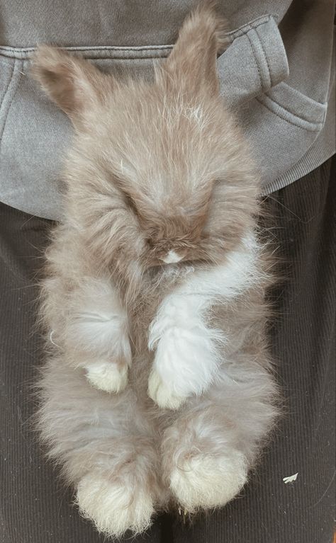 Satin Angora Rabbit, English Angora Bunny, French Angora Rabbit, English Angora Rabbit, Angora Bunny, English Angora, Pet Bunny Rabbits, Fluffy Rabbit, Mini Lop