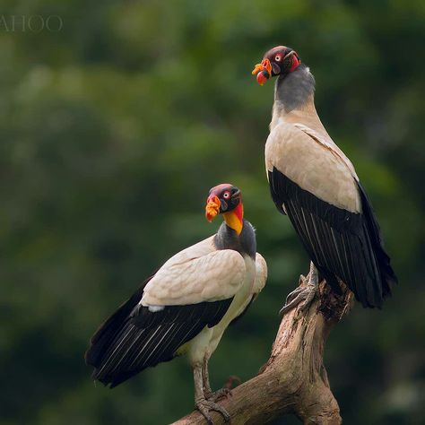 King Vulture, Bird Room, Bearded Vulture, Amazon Rainforest, Big Bird, Bird Photo, Weird Animals, Birds Of Prey, Zoo Animals