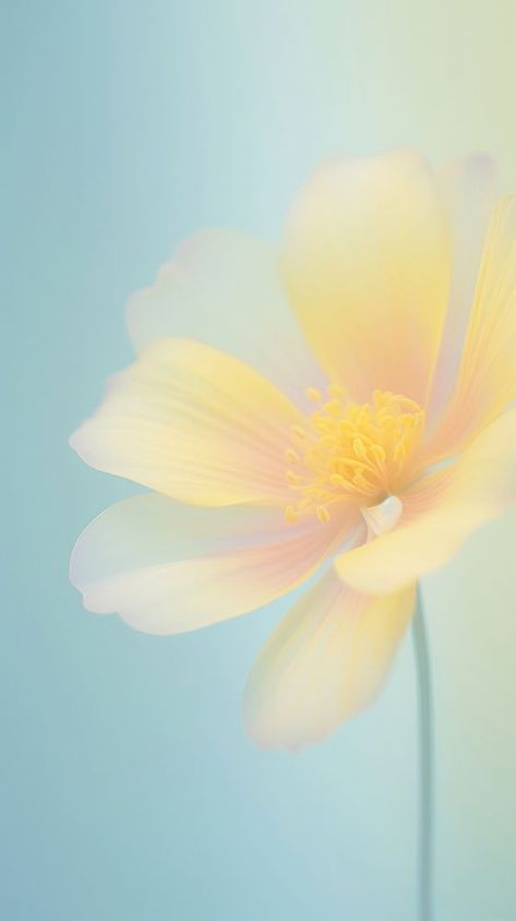 Blurred gradient Yellow flower blossom yellow petal. | premium image by rawpixel.com Blurred Gradient, Background Flower, Plant Aesthetic, Flower Plant, Yellow Flower, Download Free Images, Blossom Flower, Free Design Resources, Mobile Wallpaper