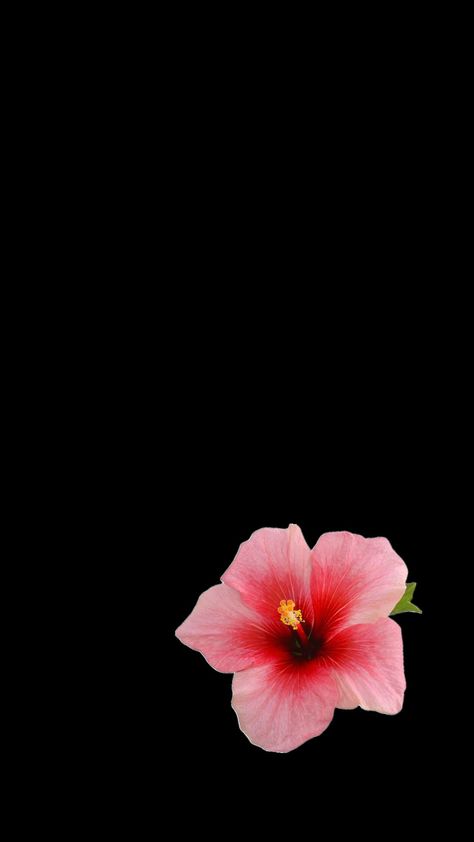 Hibiskus wallpaper Hubiskis Flower Wallpaper, Flower Wallpaper Iphone Black Background, Matching Flower Wallpaper Iphone, Hibiscus Flower Wallpaper Iphone Black Background, Hibiscus Wallpaper Black Background, Black Background With Flower, Dark Flower Aesthetic Background, Hisbusic Flower Wallpaper, Hibiscus Flower Black Background