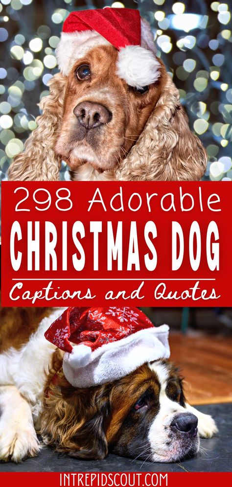 Christmas Dog Captions Dog Christmas Party Ideas, Dog Christmas Ideas, Dog Christmas Photo Ideas, Christmas Dog Photos, Pet Christmas, Christmas Puppy Announcement, Puppy Christmas, Dog Christmas Card Ideas, Christmas Picture Ideas With Dogs