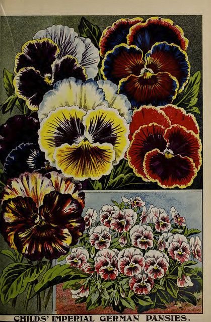 Childs' Imperial German pansies. John Lewis Childs seed ca… | Flickr Seed Illustration, Summer Bulbs, Vintage Seed Packets, Garden Catalogs, Seed Packaging, Seed Pack, Seed Catalogs, Seed Company, Rare Flowers