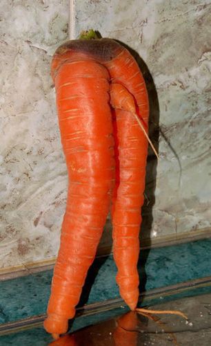 19 FRUITS AND VEGETABLES THAT LOOK LIKE SEXY BODY PARTS - Gallery Weird Fruit, Funny Baby Images, American Funny Videos, Funny Vegetables, Indian Funny, Best Funny Photos, Funny Fruit, Funny Dog Photos, Funny Pictures For Kids