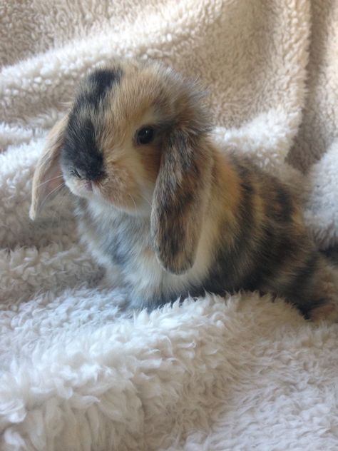 Holland Lop bunny. 3 month old female. Lop Bunnies, Pet Bunny Rabbits, Cute Bunny Pictures, Holland Lop, Pet Bunny, Bunny Pictures, Fluffy Animals, Cute Animal Photos