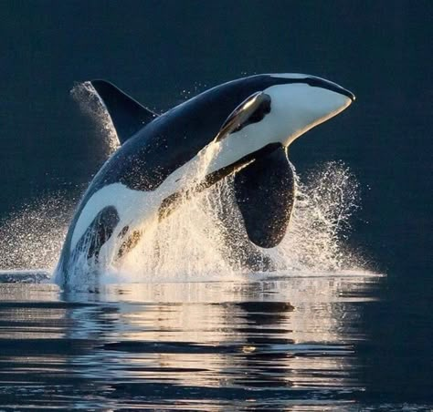 Orca Art, Orca Tattoo, Shark Skin, Sea Mammal, Orca Whales, Beautiful Sea Creatures, Water Animals, Most Beautiful Animals, Killer Whale