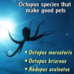 Octopus Tank Aquarium, Pet Octopus Aquarium, Octopus Aquarium, Pet Octopus, Octopus Tank, Octopus Species, Jellyfish Tank, Ideal Life, Saltwater Tank