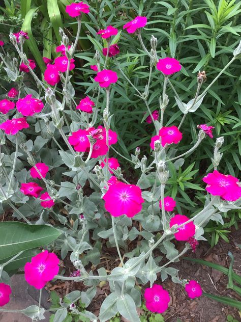 Rose Campion… late spring 2021 Campion Planting Vegetables, Campion Flowers, Rose Campion Plant, Rose Bush Companion Plants, Rose Companion Plants, Rose Campion, Flora Garden, Flower Watch, Companion Planting