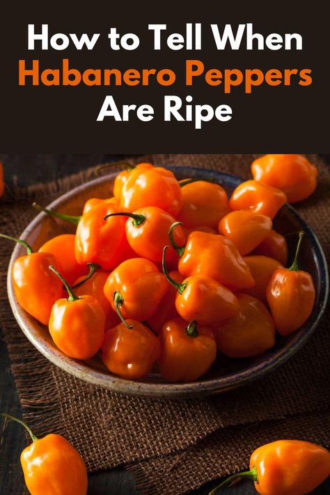 How to Tell When Habanero Peppers Are Ripe - Habanero peppers are a favorite among chili enthusiasts for their fiery heat and unique flavor. Whether you're growing these spicy gems in your garden or picking them up at the local market, knowing the signs and techniques for determining ripeness is crucial for getting the best flavor and heat. In this comprehensive guide, we'll walk you through how to tell when habanero peppers are ripe. #habaneropeppers #habanero #chilipeppers via @healyeatsreal Real Posts, Diy Herbal Remedies, Breakfast Recipes Indian, Habanero Peppers, Healthy Living Recipes, Primal Paleo, Food Articles, Local Market, Recipes Indian